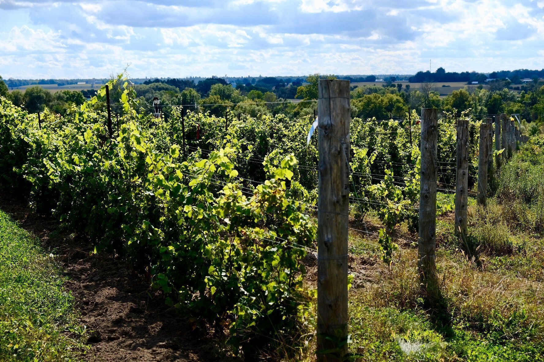 Organic wine